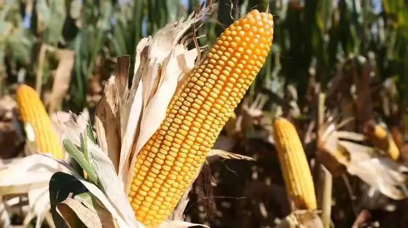 聊城玉米价格动态，行情变化中的机遇与自我超越之旅