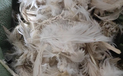 鹅毛今日收购价格详解，市场分析、趋势预测及影响因素探讨