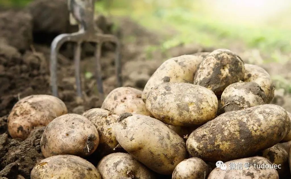 科技引领生活,最新土豆价格行情尽在掌握