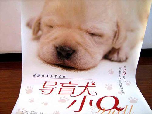 狗狗十大感人电影，励志之力与变化带来的自信成就之路