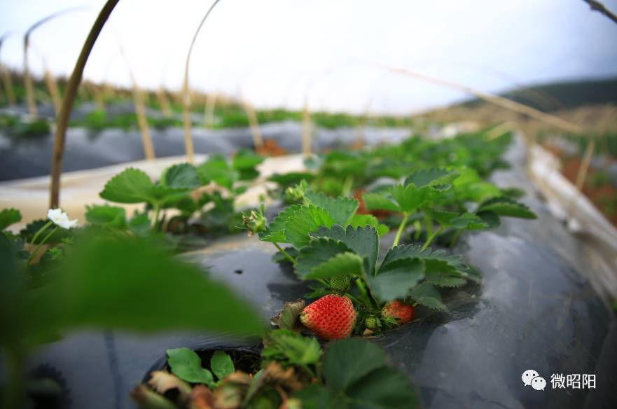 水莓100最新访问地址揭秘，小巷中的秘密美食天堂