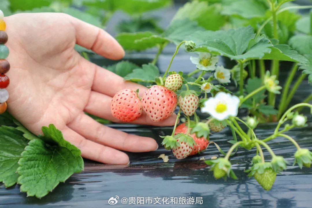 水莓100最新访问地址揭秘,小巷中的秘密美食天堂