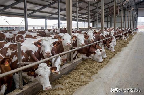 国际牛肉行情深度解析与趋势展望