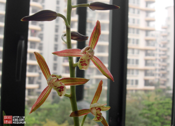 花花叶叶新动态,与自然美景的邂逅与内心平和之旅的探寻