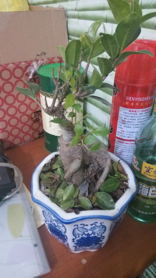 花花叶叶新动态,与自然美景的邂逅与内心平和之旅的探寻