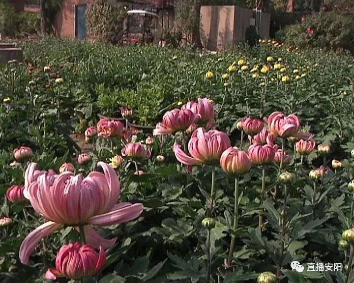今年菊花行情概览，小巷深处的菊花盛宴