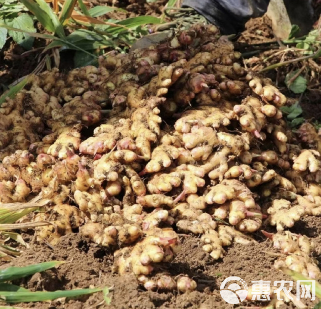 山东小黄姜最新价格指南，了解最新市场动态与价格趋势