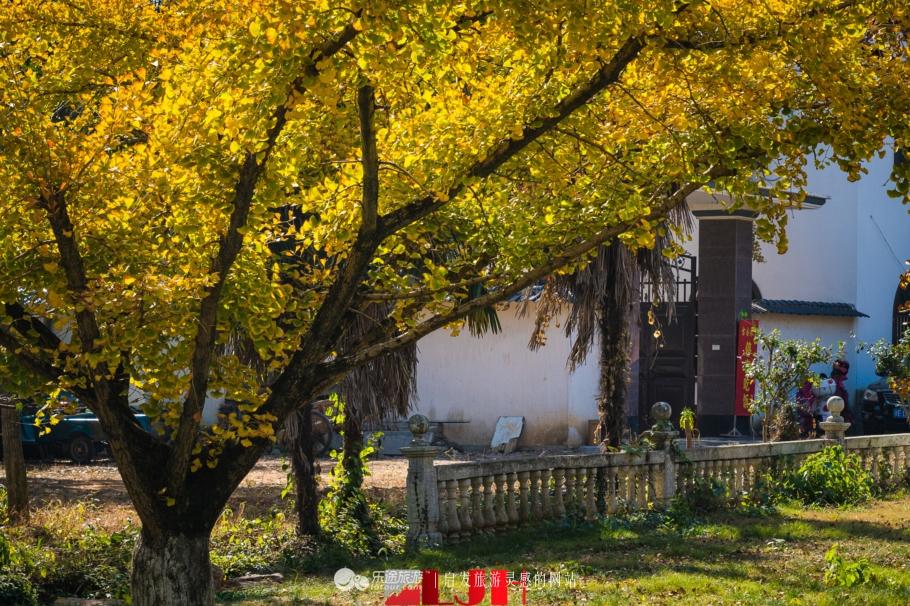 最新银杏价格,科技与生活完美融合的高科技产品介绍