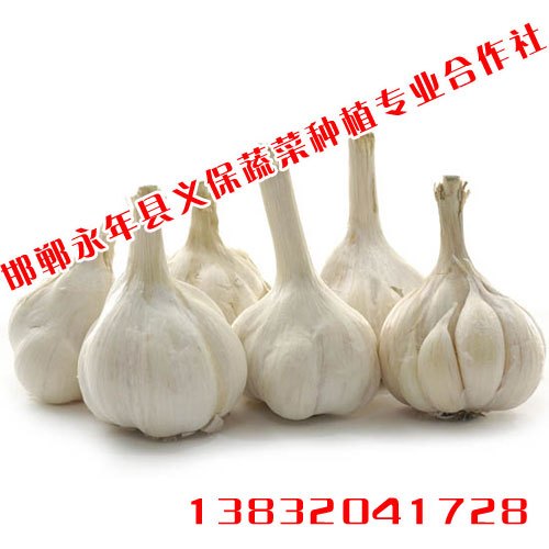 邯郸大蒜，最新行情与温情故事，价格背后的友情与陪伴之路