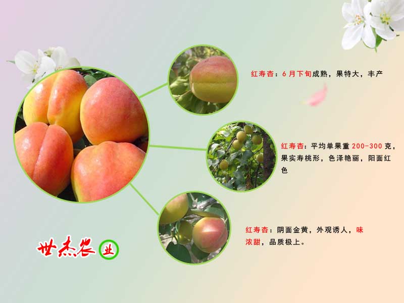 最新杏树品种，友情与温馨的故事交织出绚烂的果实