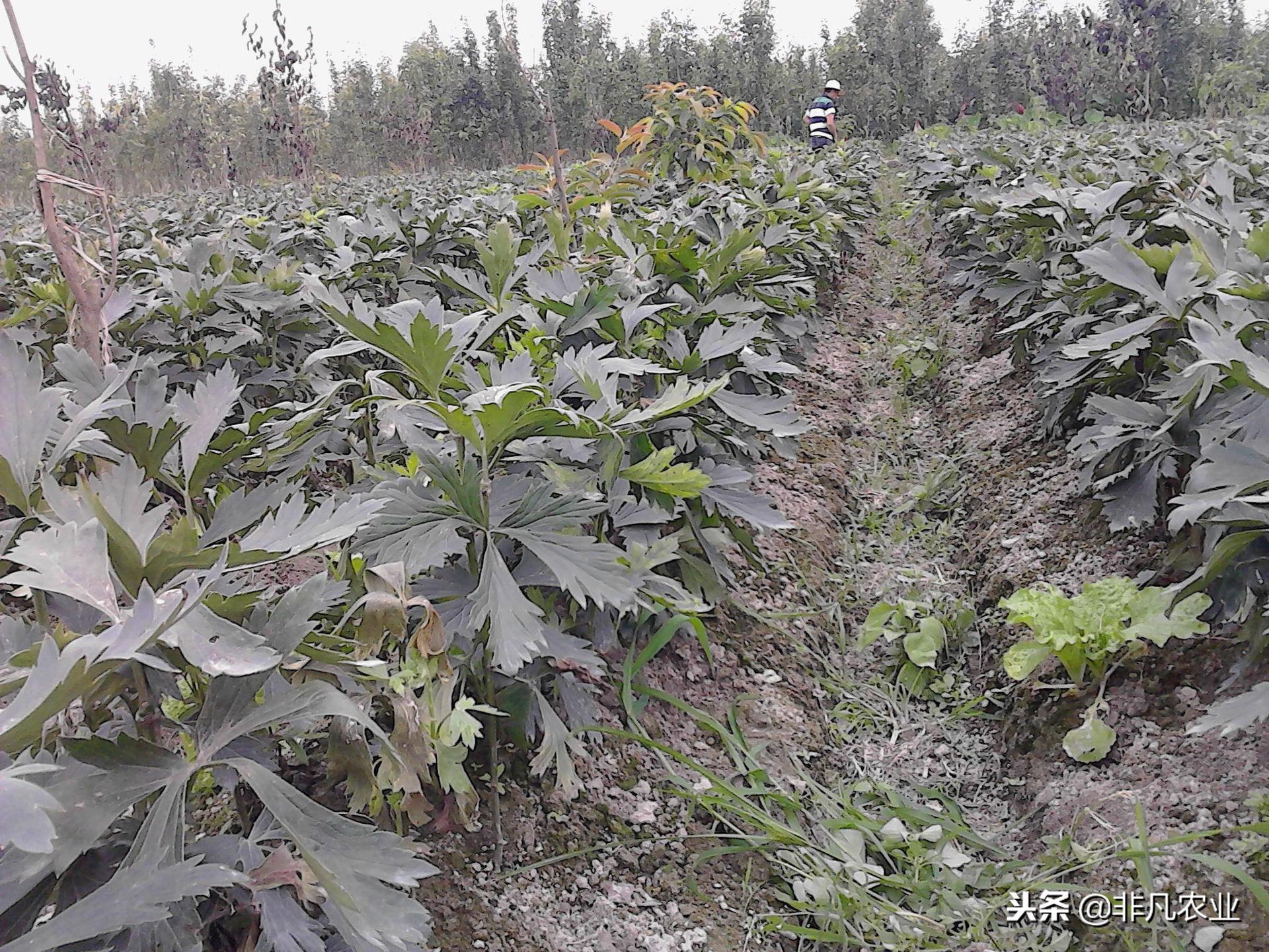 附子最新价格动态,变化中的价值,学习中的自信与成就感之路