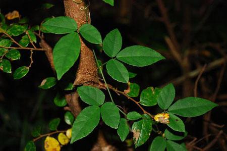 附子最新价格动态,变化中的价值,学习中的自信与成就感之路