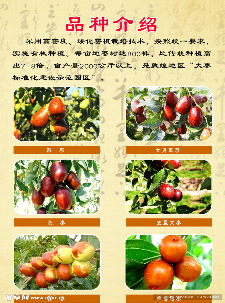 探寻新时代背景下的最新枣树品种,开启枣树新纪元