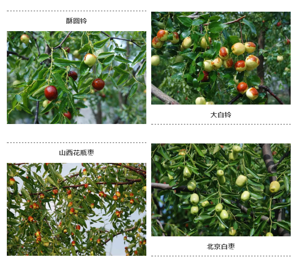 探寻新时代背景下的最新枣树品种,开启枣树新纪元