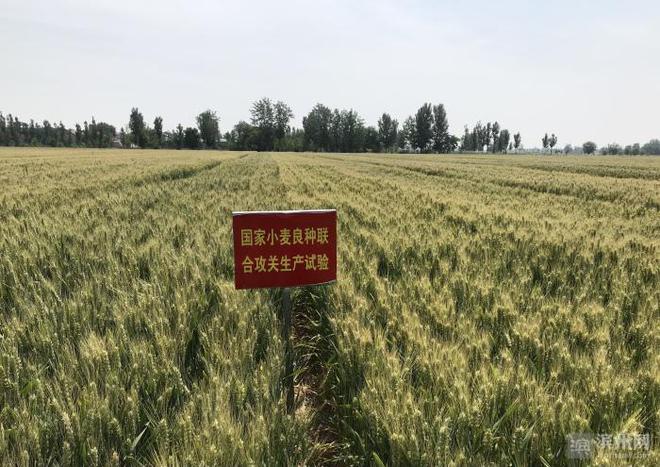 最新小麦良种，种植推广的多元视角探讨