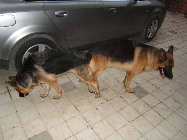 最新狗交配步骤指南与注意事项解析