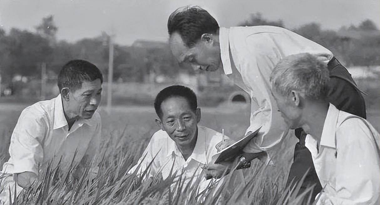 袁隆平最新研究，杂交水稻迈向新里程碑