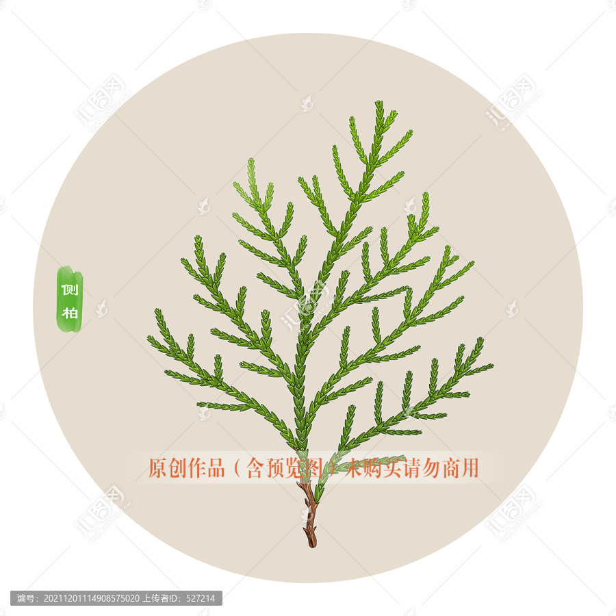 最新侧柏收购，探索自然美景的愉悦之旅