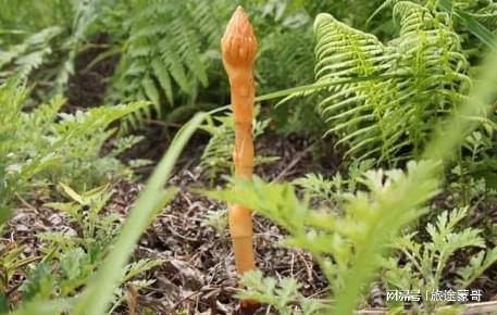 天麻最新行情与老友间的温情时光