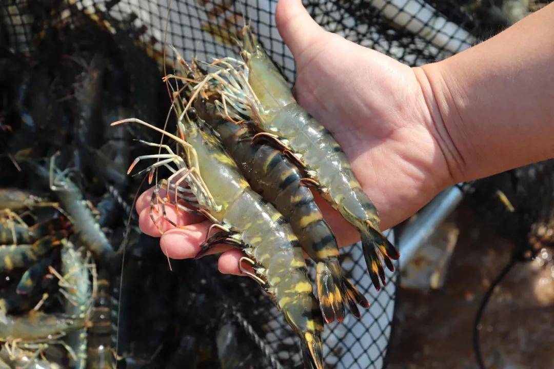 对虾最新价格走势,市场分析及其影响因素全面解读