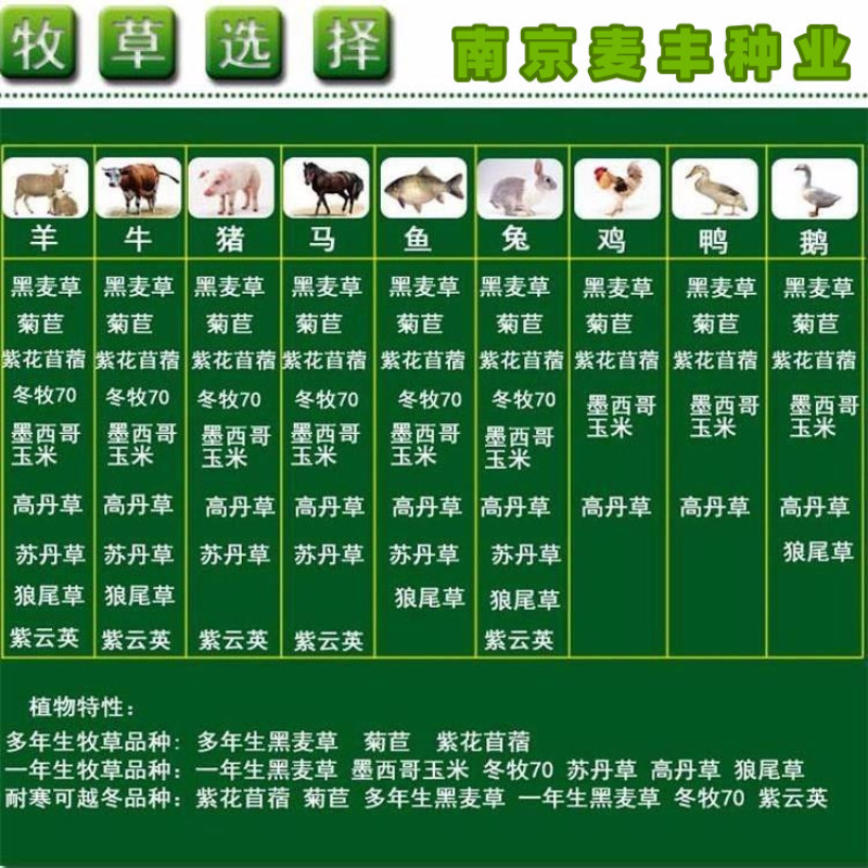 最新优质牧草，小巷深处的绿意盎然之美