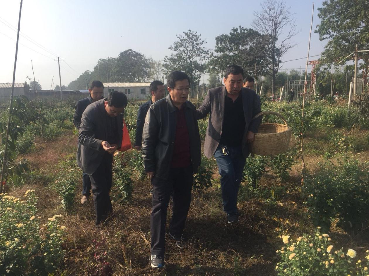 芹菜最新行情与心灵之旅，探寻平和与宁静的自然美景