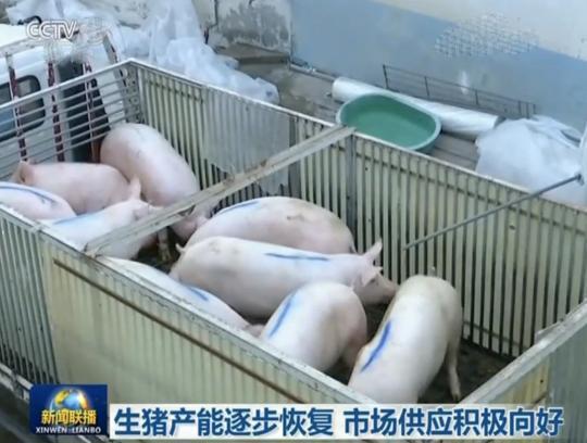 最新猪仔价格揭秘与小巷深处的惊喜探秘