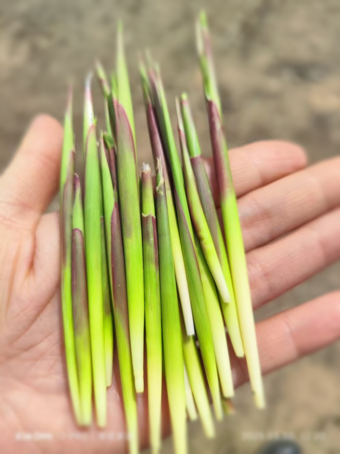 探索绿色生态新篇章，草溜最新动态报道