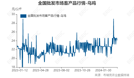 时代风采下的乌鸡，最新价格与独特地位