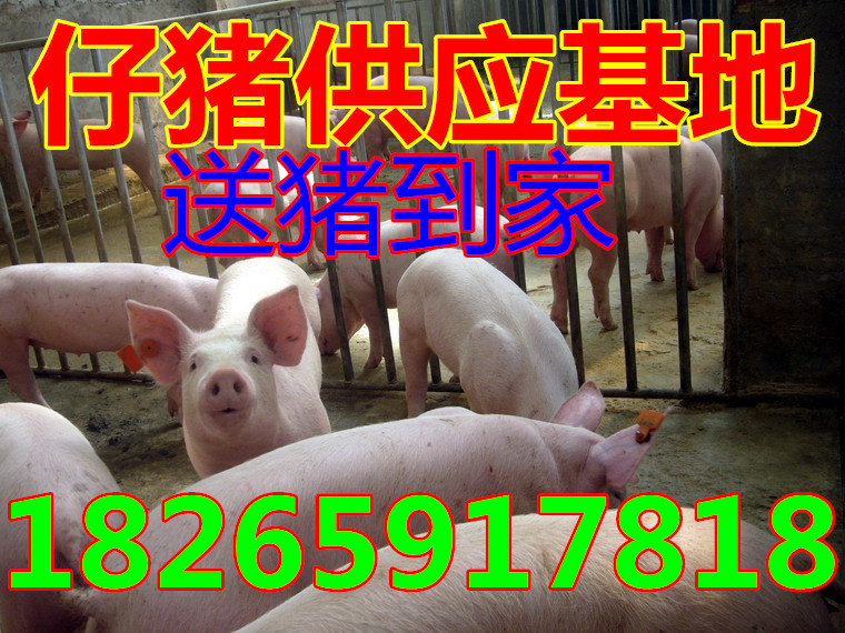 猪苗最新价格热议，行业内的观点碰撞与探讨