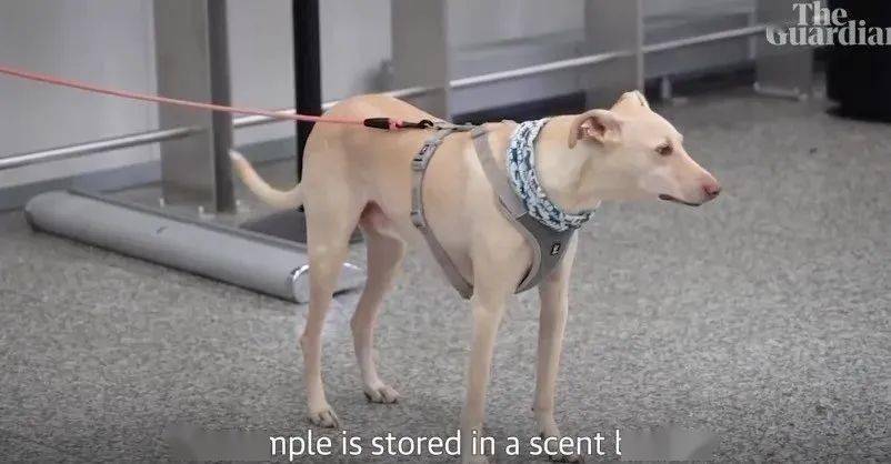 芬兰最新防疫步骤指南概览