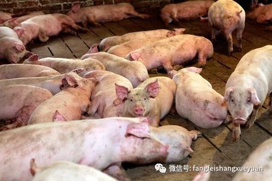 非洲猪瘟最新动态，变化中的学习，自信与成就的力量