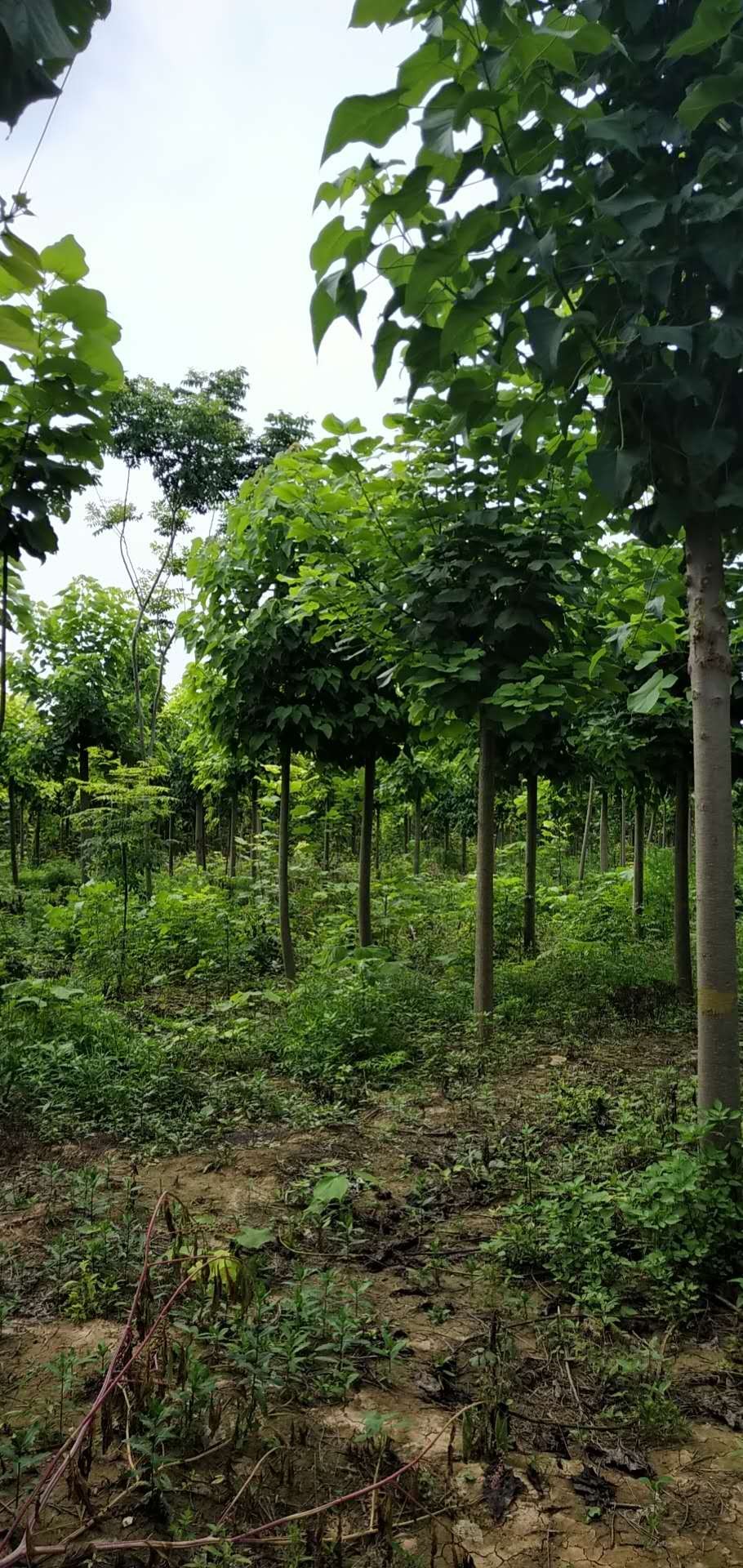 最新梓树求购,开启自然美景探索之旅