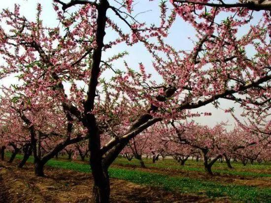 最新桃花绽放,时代变迁下的绽放之美