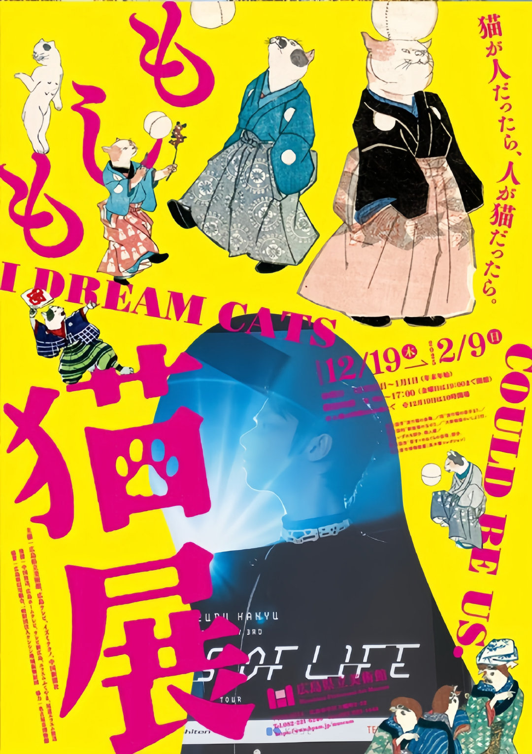 猫展盛宴,自信、成长与猫步间的奇幻之旅