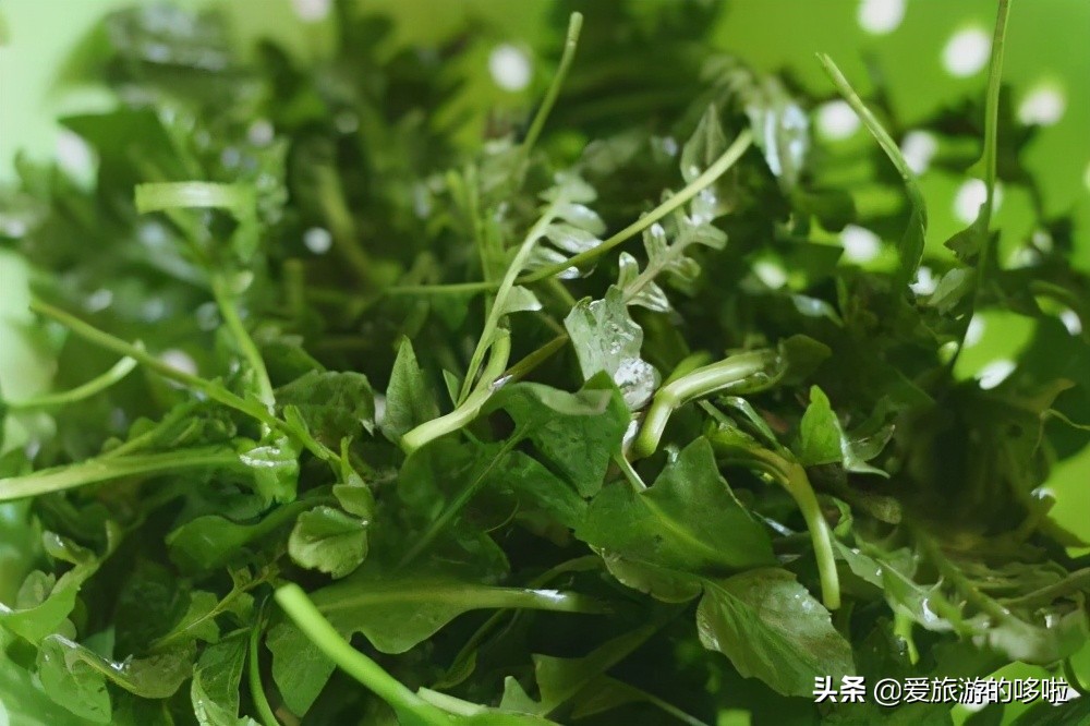 最新野菜,绿色力量与人生变化之美探索