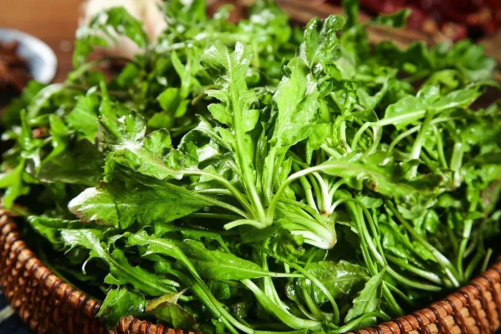 最新野菜,绿色力量与人生变化之美探索