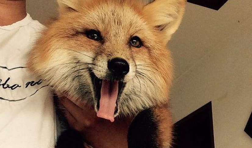 探索最新色狐的神秘面纱下的真相