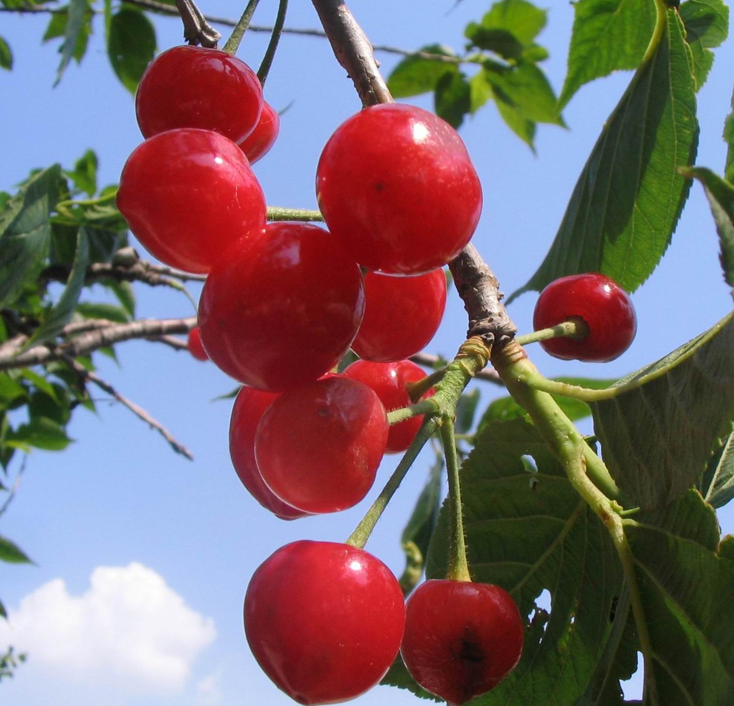 红樱桃最新,学习变化的力量与自信果实之成长之路