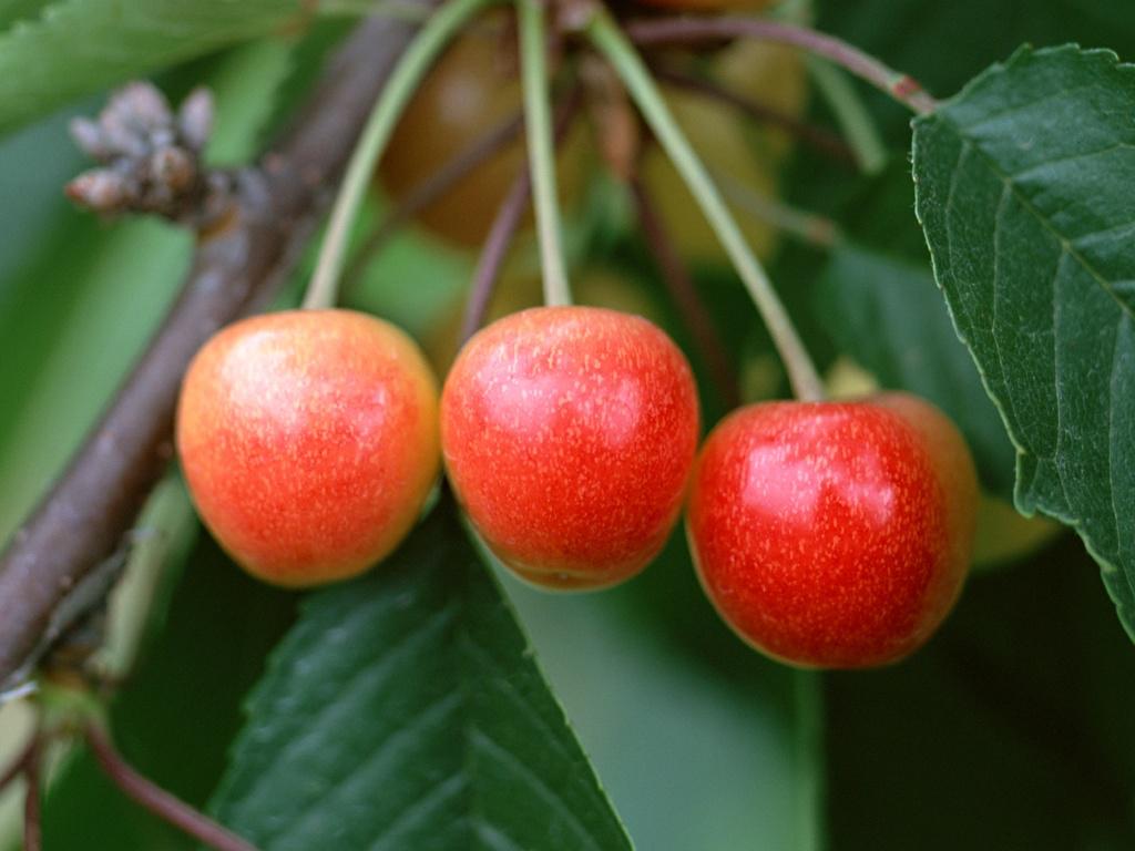 红樱桃最新,学习变化的力量与自信果实之成长之路