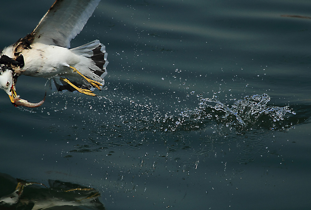 海鸥乘风破浪,展翅高飞新篇章