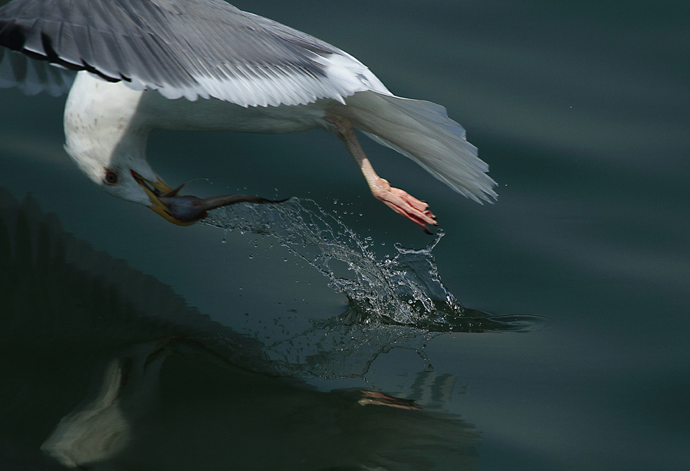 海鸥乘风破浪,展翅高飞新篇章