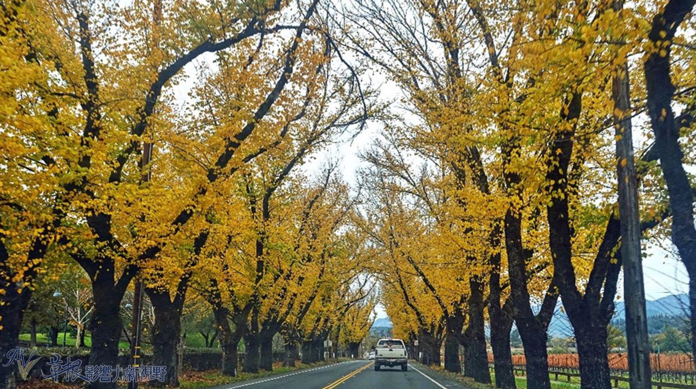 京都疫情下的自然探索之旅,寻求内心宁静与平和