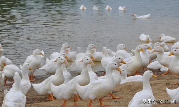 樱桃病毒最新详细步骤指南及防治策略解读