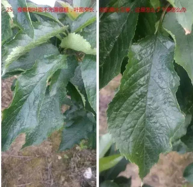 樱桃病毒最新详细步骤指南及防治策略解读