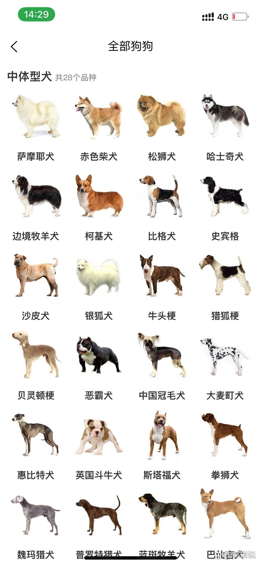 最新犬品种探索,自然美景的旅行之旅