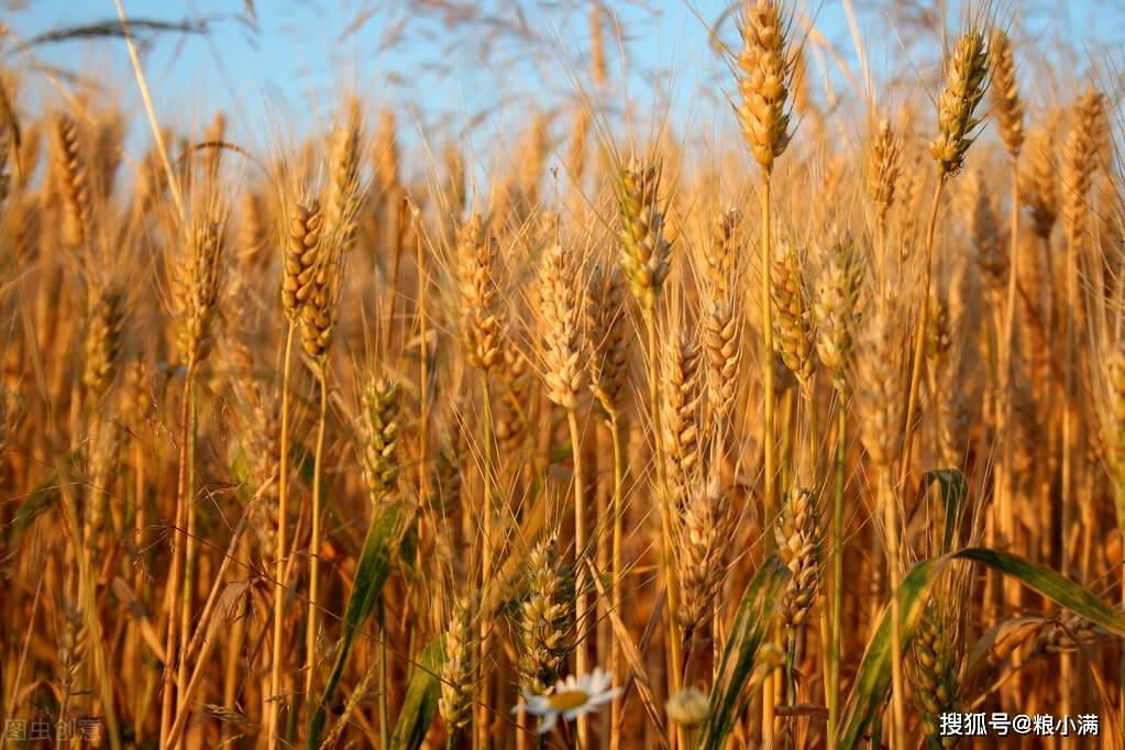 山东小麦最新价格分析,市场动态、趋势预测与影响因素探讨