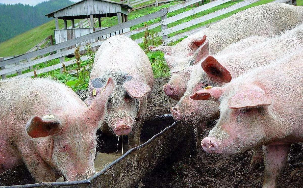 今日生猪最新价格及温馨趣事分享