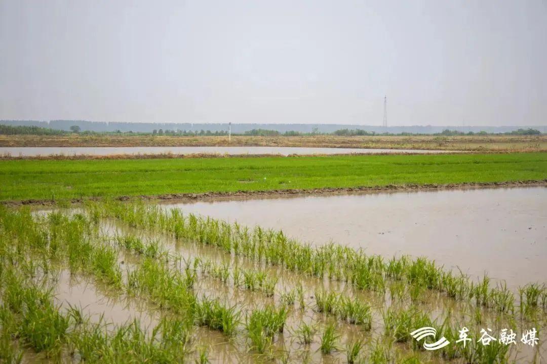 2025年玉米最新价格预测及市场趋势分析,影响因素与未来展望