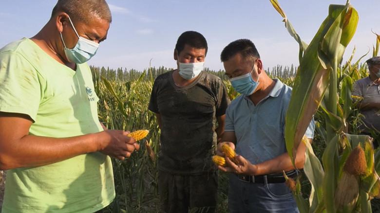 2025年玉米最新价格预测及市场趋势分析,影响因素与未来展望